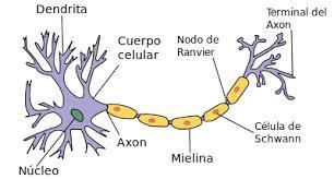 Conexiones neuronales al aprender por repetición