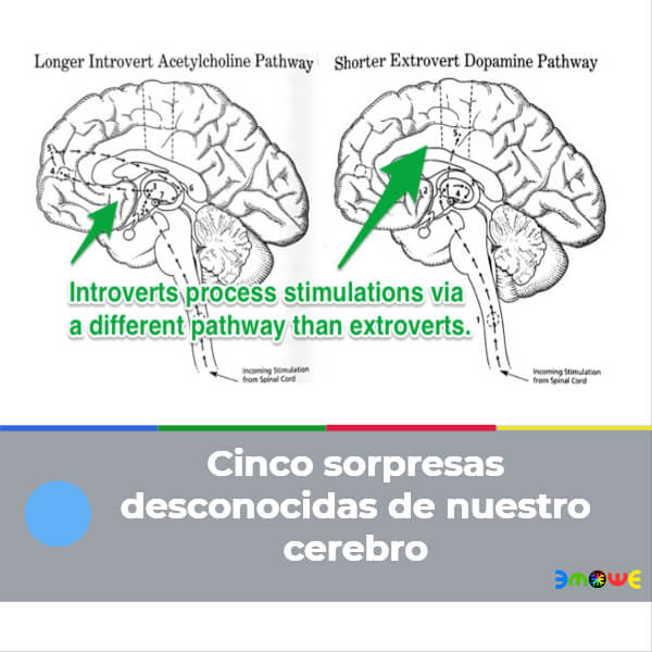 Cinco sorpresas desconocidas de nuestro cerebro