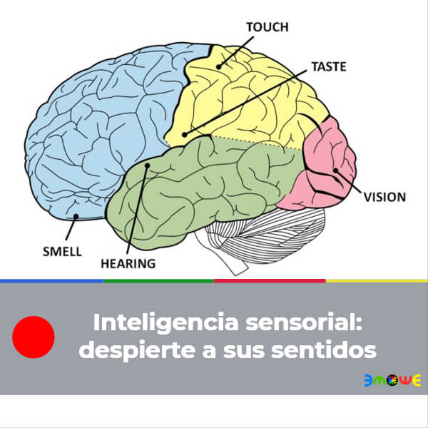 Inteligencia sensorial: despierte a sus sentidos